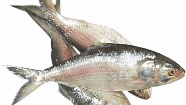 Hilsha fish product